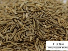 包衣高羊茅種子